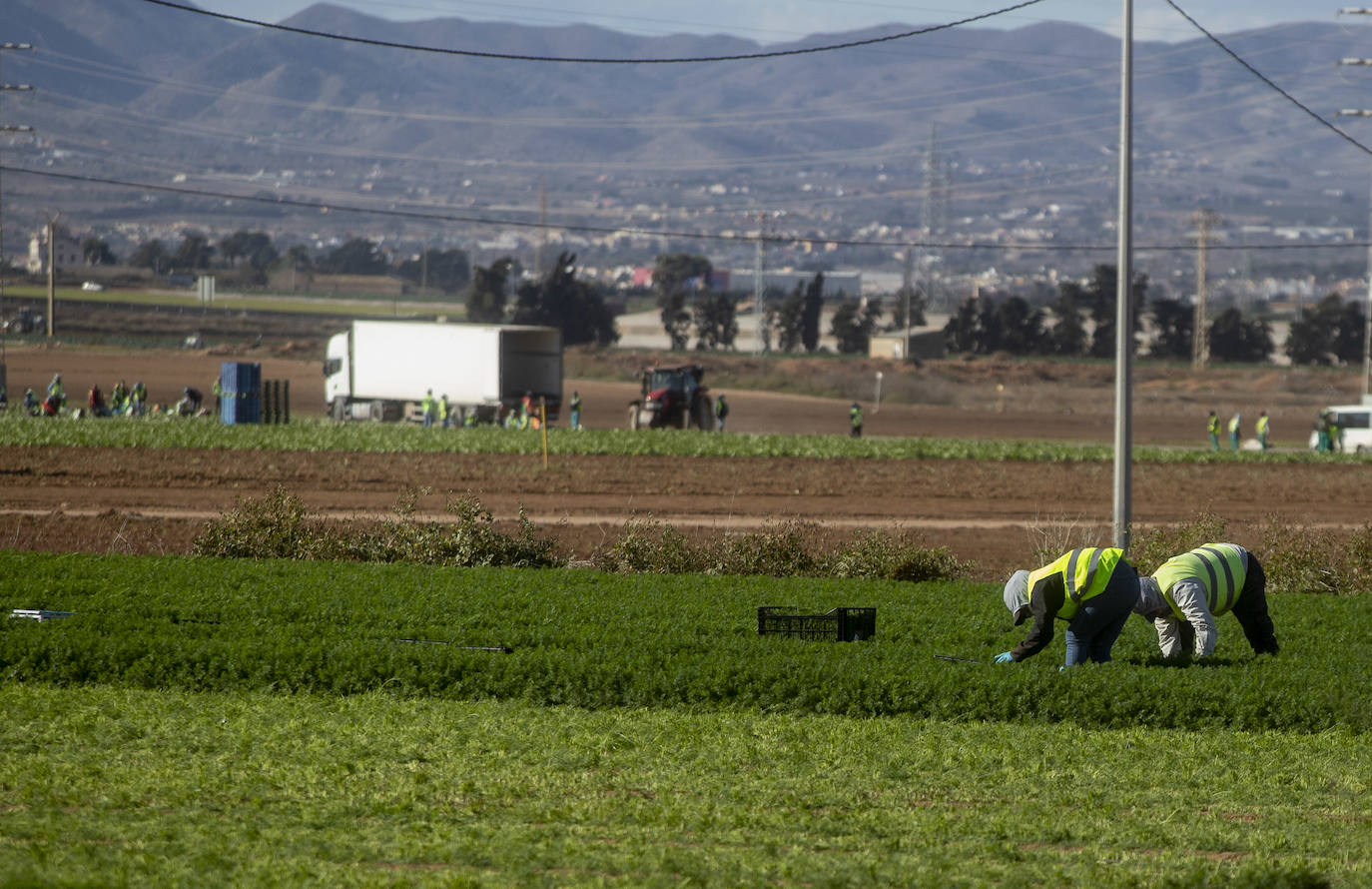 Fotos: Jornaleros del campo de Cartagena trabajan durante el día de la huelga