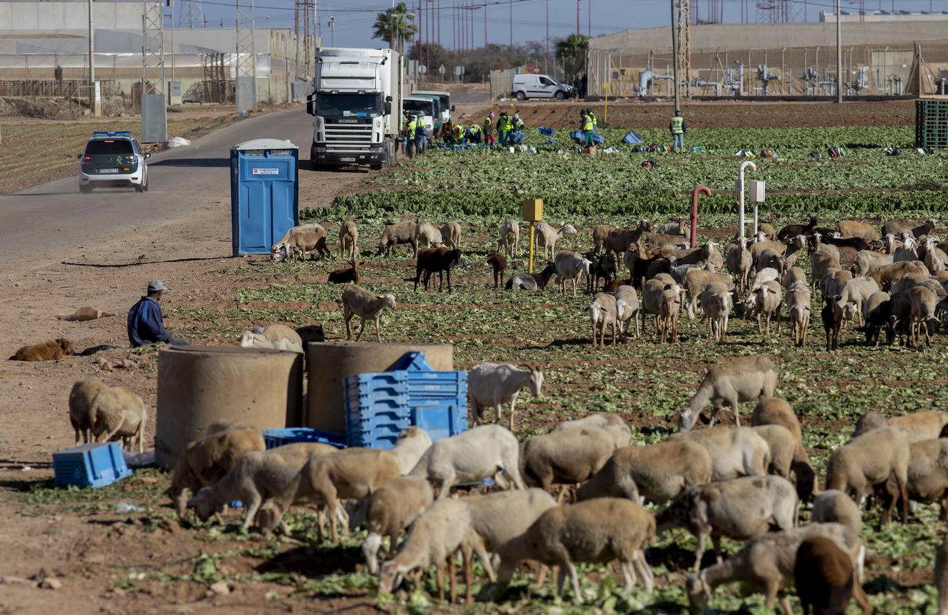 Fotos: Jornaleros del campo de Cartagena trabajan durante el día de la huelga