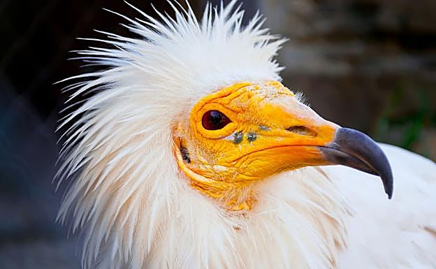 Aspecto de la cabeza de un alimoche.