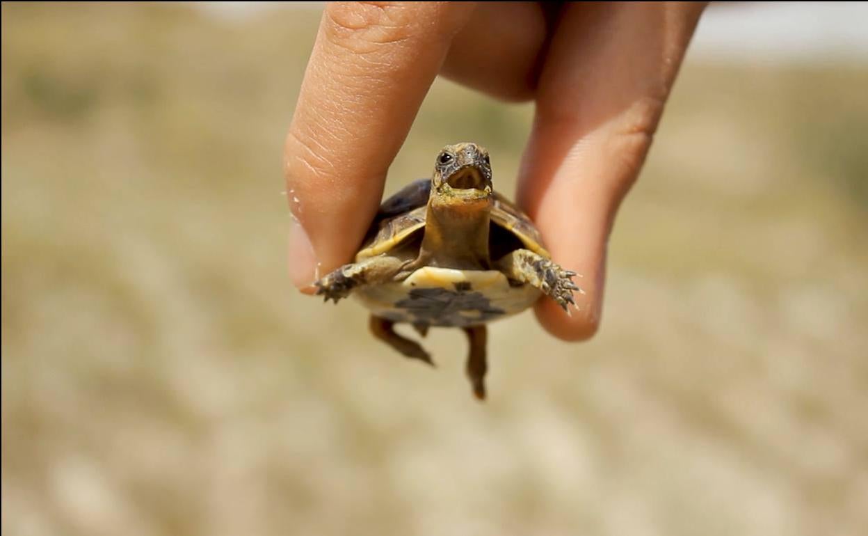 Fotograma de 'Los ojos de la tierra'.