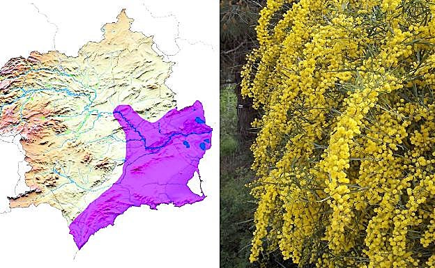 Acacia SPP. Desplaza a la vegetación natural, como hace por ejemplo con la tamarilla del Mar Menor ('Helianthemum marminorense') y el tomillo blanco ('Artemisia gallica'). 