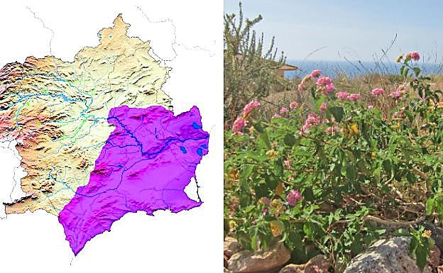 Bandera española. La 'Lantana camara' llegó a Europa en el siglo XVII. Se encuentra ampliamente distribuida debido a su frecuente uso en jardinería y a la dispersión por las aves.