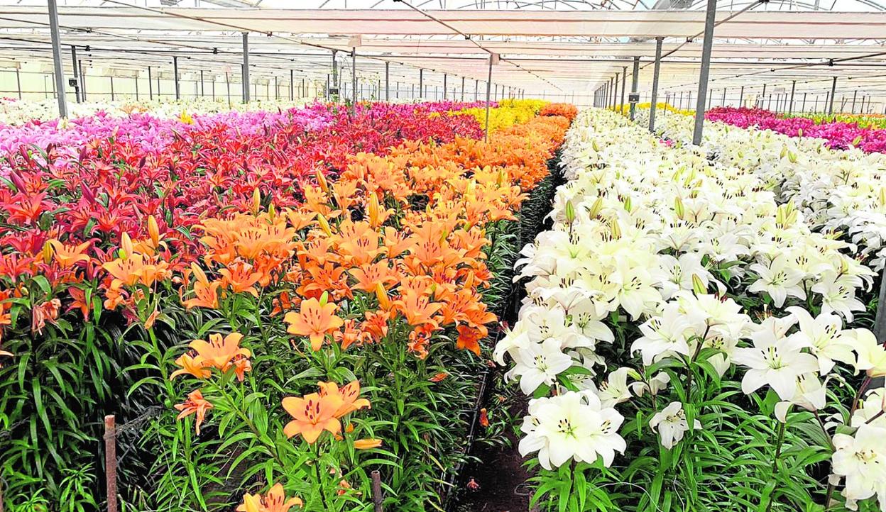 Invernadero de producción de la cooperativa La Pacheca Spalm.