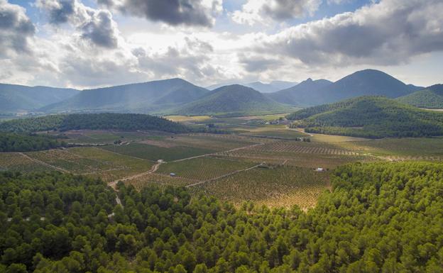 Viñas encajonadas entre pinares en la serranía de Bullas.