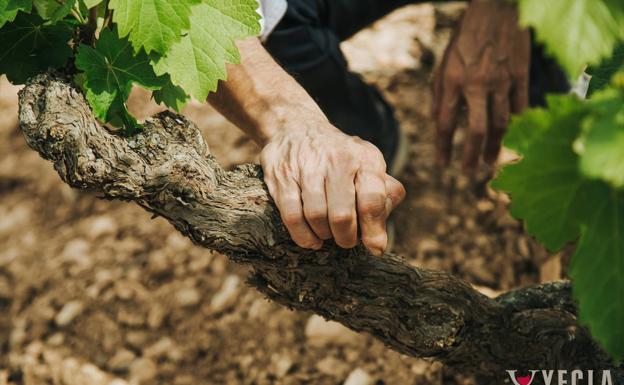 Los vinos de la DO Yecla son fruto de una tradición que traspasa generaciones. 