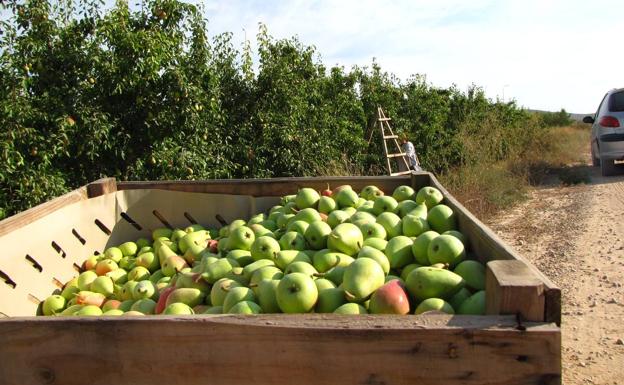 La pera Ercolini es recogida durante el verano. 