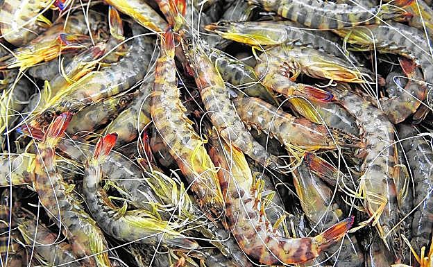 Captura de langostinos del Mar Menor.
