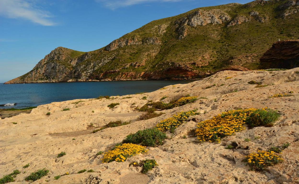 Cabo Cope. En primer plano, duna fósil con margaritas marítimas.