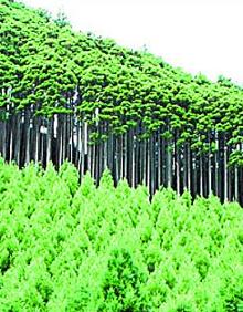 Imagen secundaria 2 - Indicación de un bosque 'daisugi' en Nakagawa. Abajo, los cedros creciendo en las cercanías a la manera habitual. 