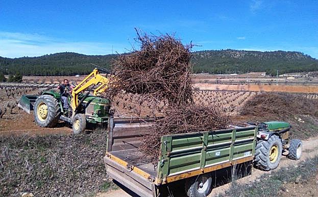 Recogida de sarmientos en el campo. 