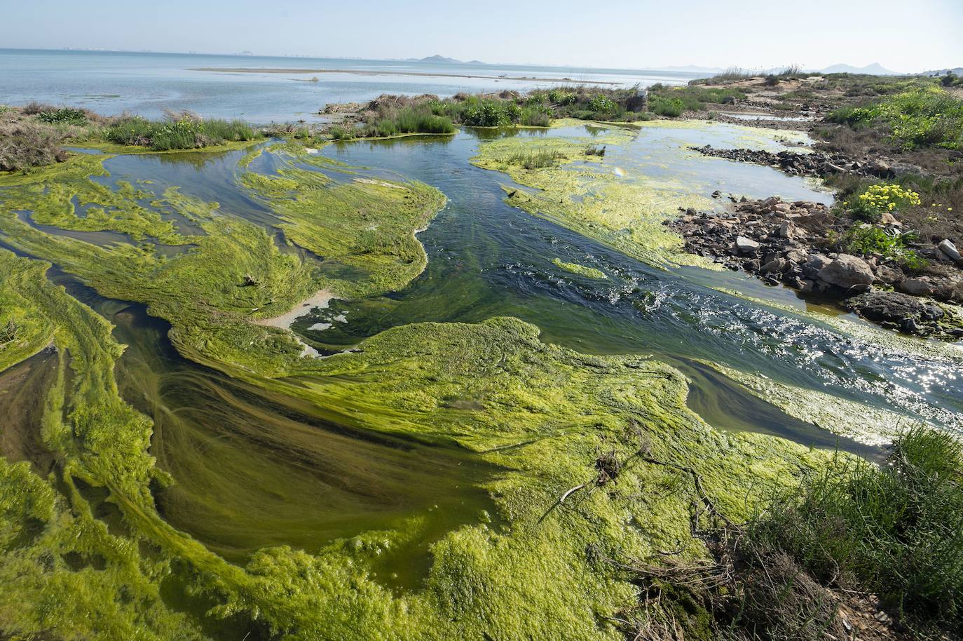 14-02-2020. Agentes medioambientales investigan una nueva entrada de agua al Mar Menor en la zona del humedal de El Carmolí. Vecinos de la zona, indignados, denuncian que brota «un río lleno de fosfatos» que desemboca en la laguna salada durante las 24 horas del día, llegando incluso a formar un ‘delta’. 