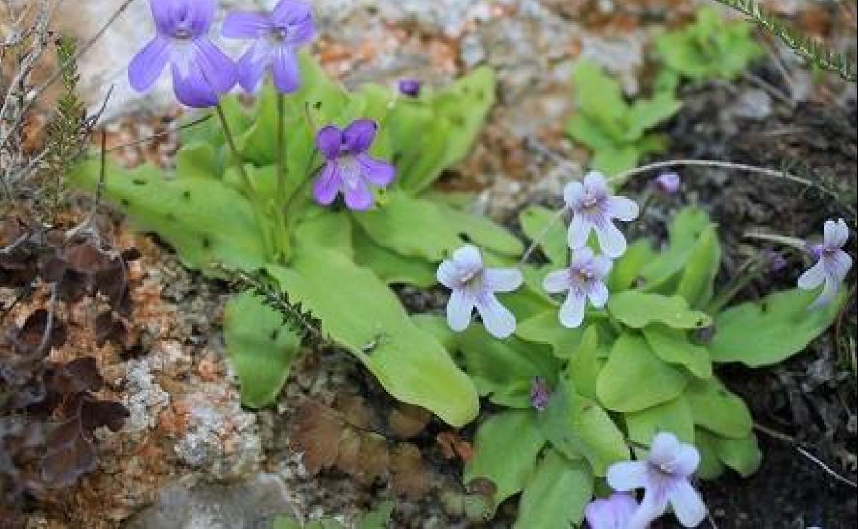 La planta carnívora 'Pinguicula tejedensis'.