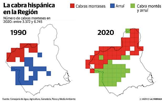 Progresión de la cabra montés en la Región de Murcia en los últimos treinta años.