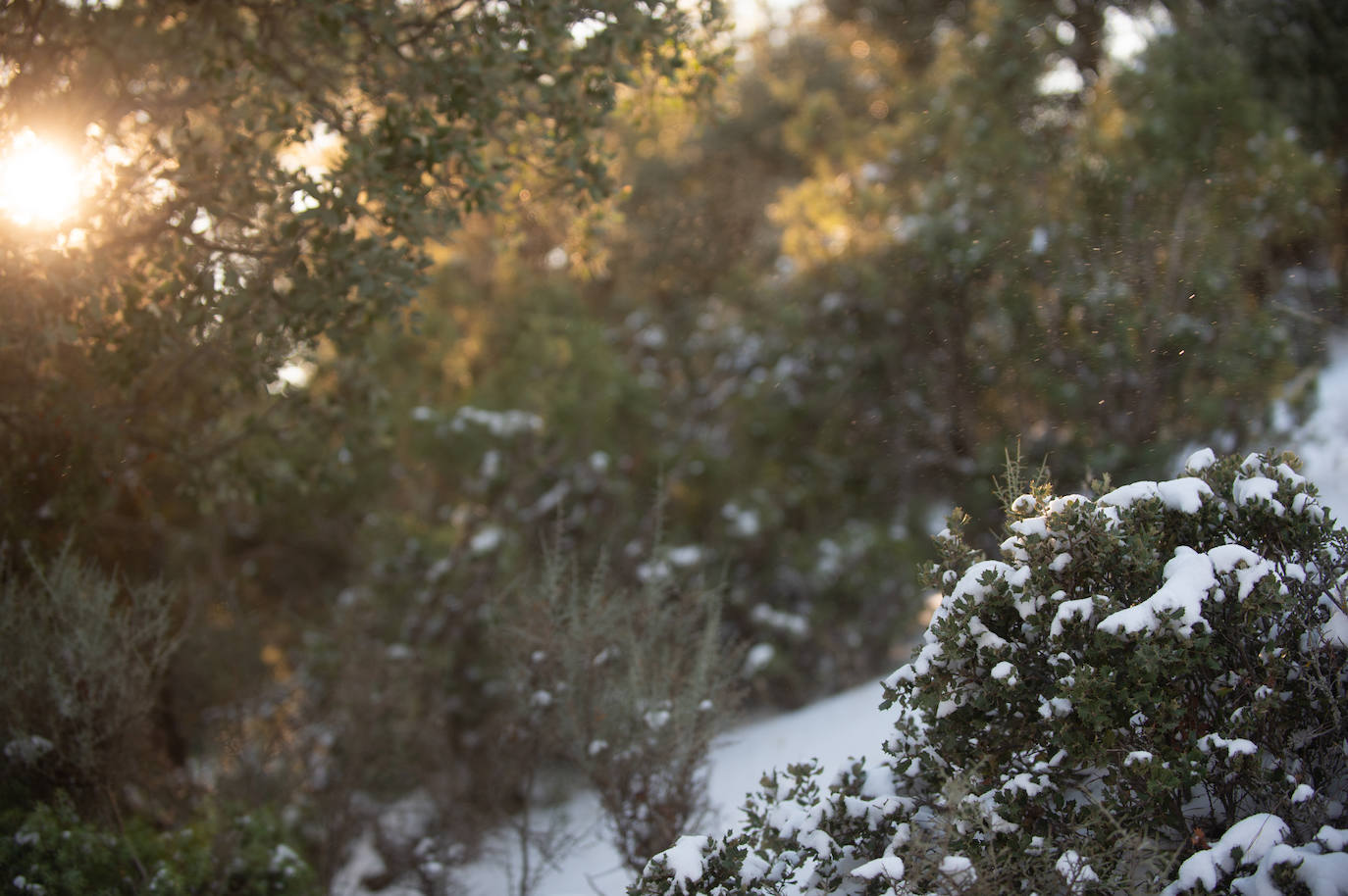 Fotos: El 2021 llega con nieve a Moratalla y Caravaca