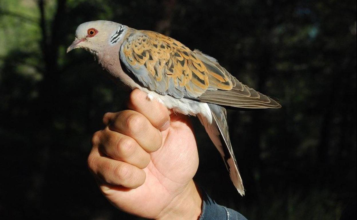 Tórtola común o europea.