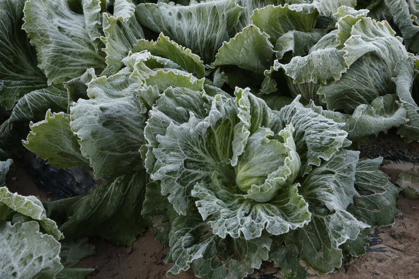 Fotos: Heladas en cultivos de la pedanía lorquina de Campillo