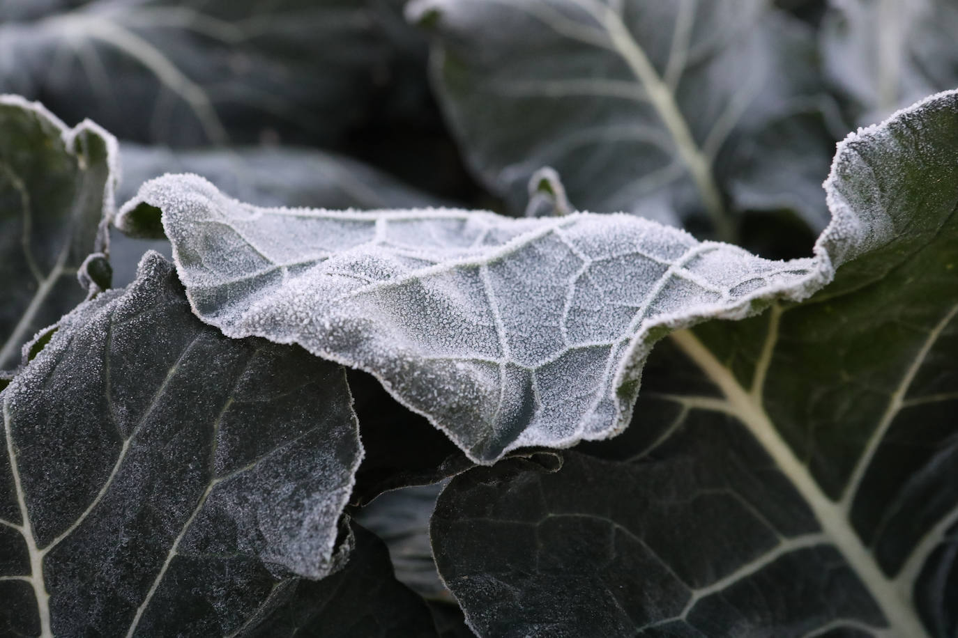 Fotos: Heladas en cultivos de la pedanía lorquina de Campillo