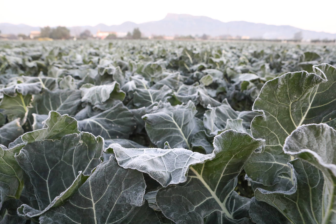 Fotos: Heladas en cultivos de la pedanía lorquina de Campillo