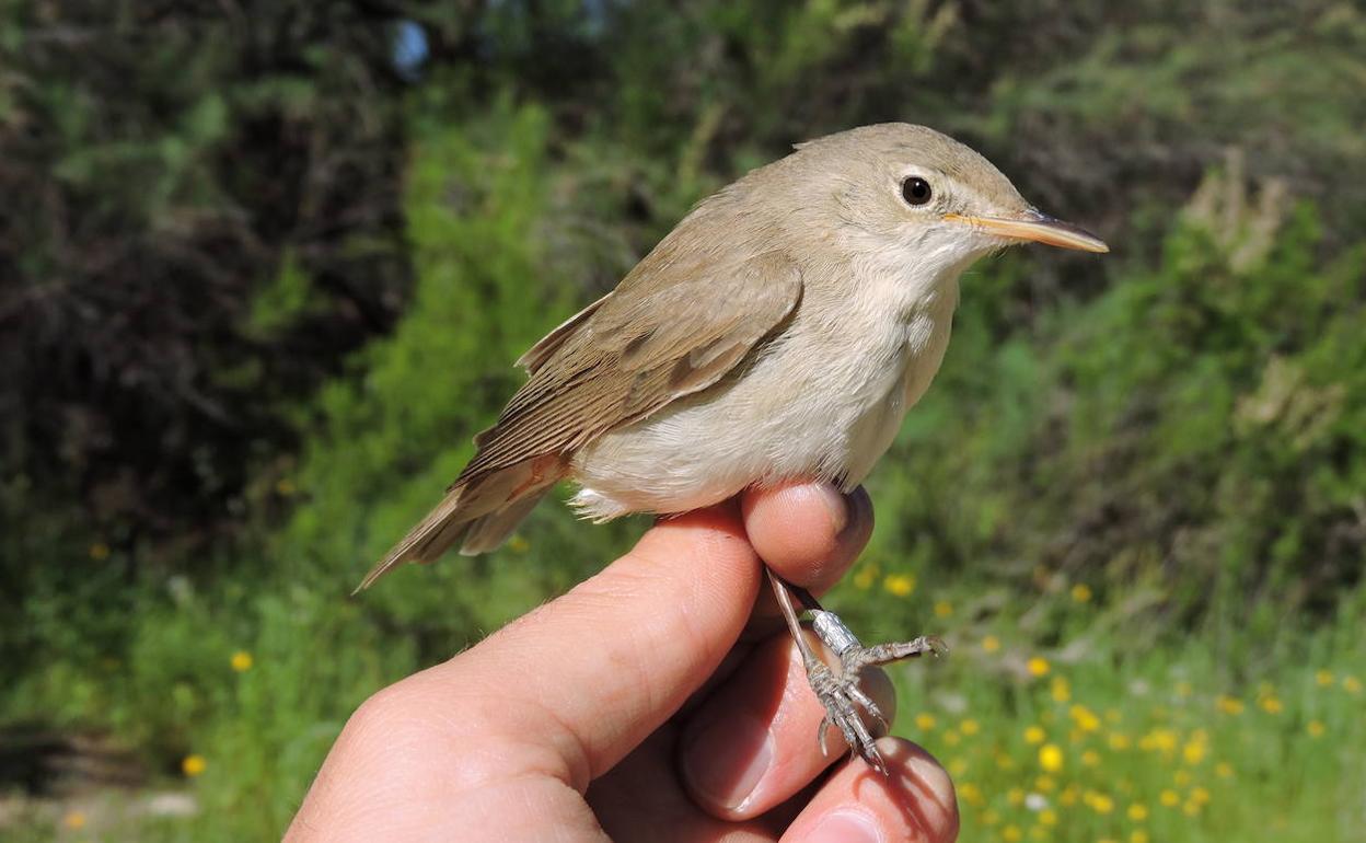Uno de los diez zarceros bereberes marcados en la huerta de Murcia.