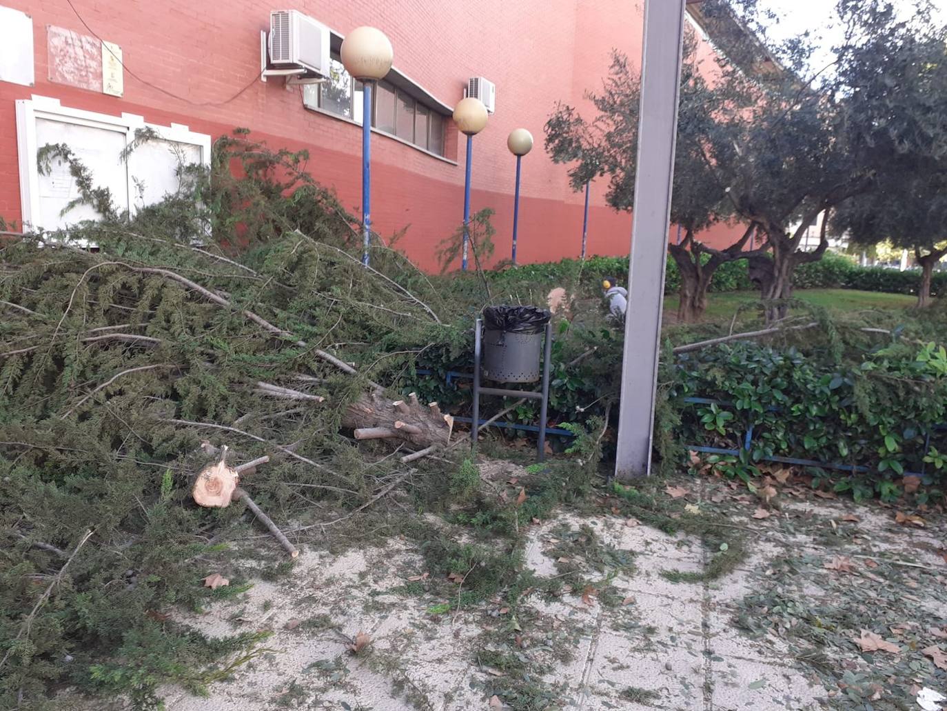 Un árbol caído en la puerta del pabellón Serrerías de Molina. 