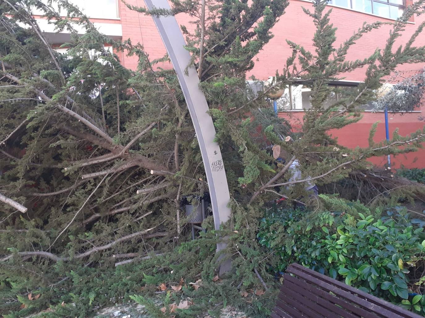 Un árbol caído en la puerta del pabellón Serrerías de Molina. 