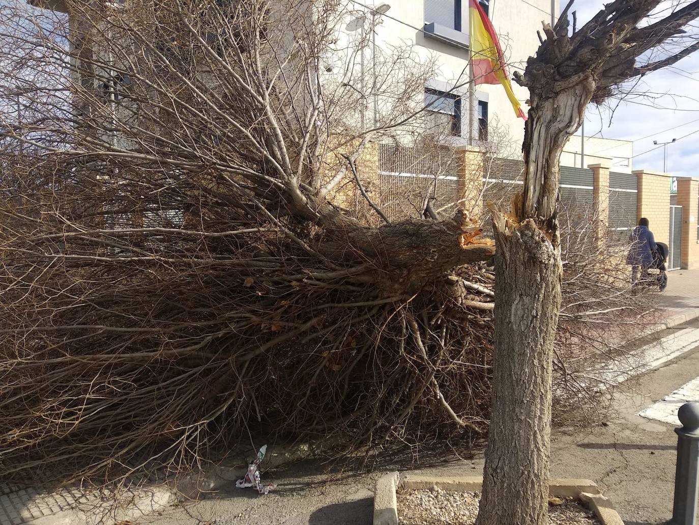 Árbol caído en Yecla. 