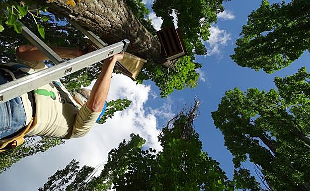 Ángel Guardiola instala cajas para anidamiento de murciélagos.