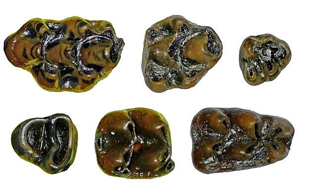 Molares de la nueva especie de roedor 'Paraethomys baeticus'.