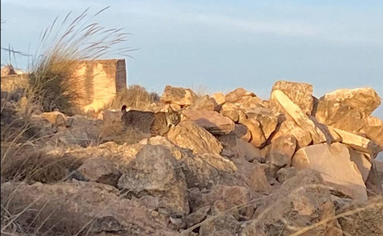 El lince, fotografiado en el yacimiento ibérico de El Castellón (Albatana).
