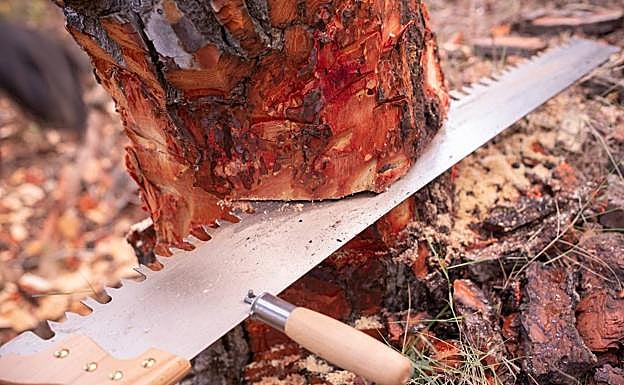 Talando un pino con un serrucho de diente japonés.