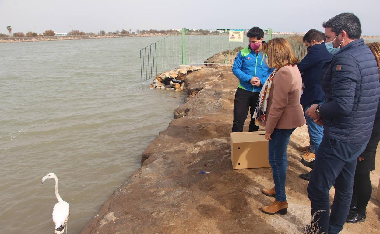 La suelta de uno de los flamencos en las Salinas de San Pedro del Pinatar, este viernes.