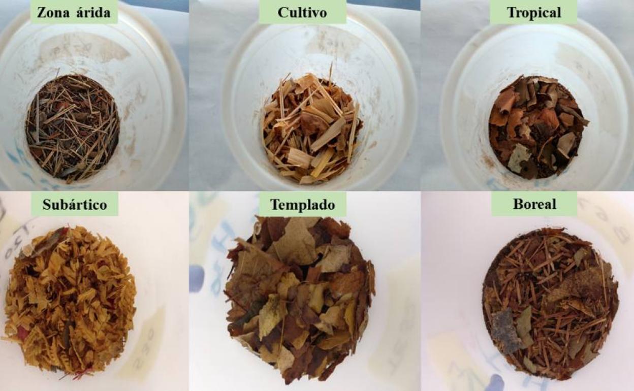 Seis de los 570 ecosistemas en miniatura diseñados por el equipo investigador.