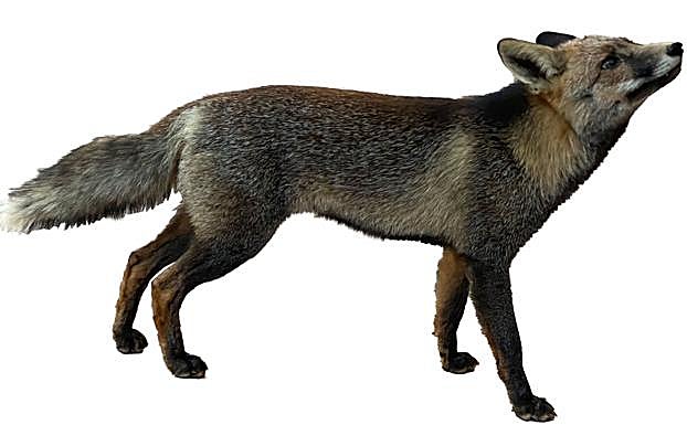 Ejemplar fotografiado junto a una casa de campo en las proximidades de una sierra de Yecla. 