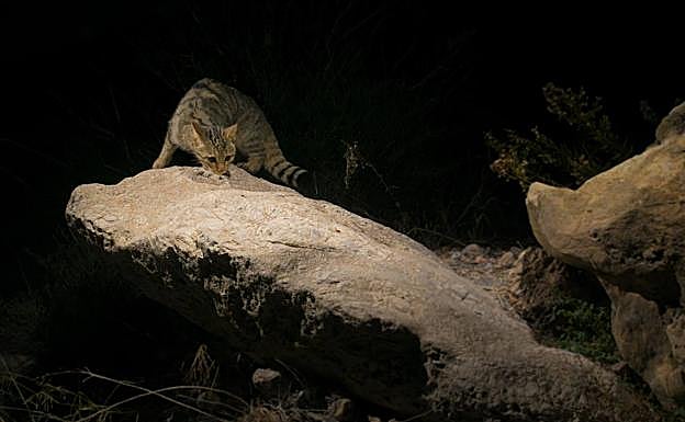 Gato montés ('Felix silvestris').