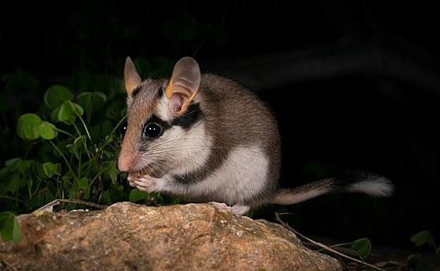 Lirón Careto ('Eliomys quercinus'). 