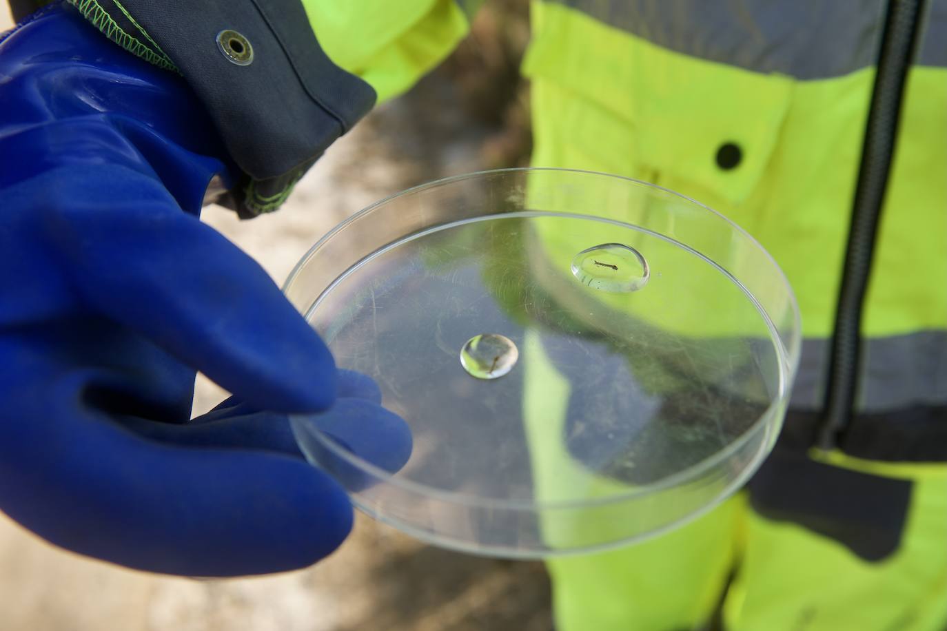 Fotos: La subida de las temperaturas adelanta un mes la fumigación antimosquitos en Murcia