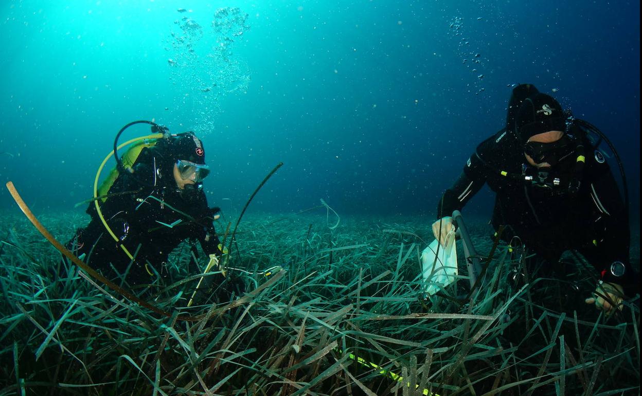 Revisión de la pradera de posidonia en La Azohía (Cartagena).