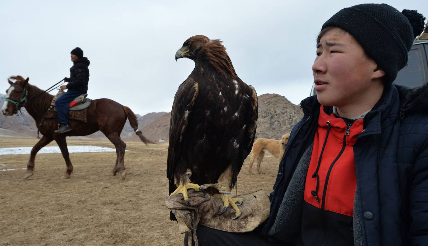 Fotos: Un águila real en busca de su presa