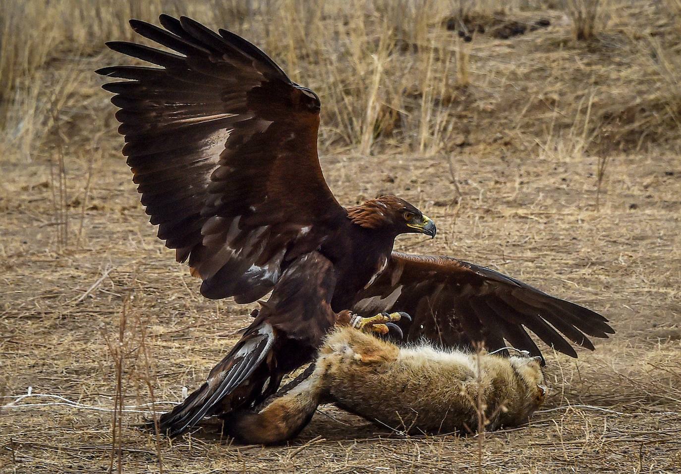 Fotos: Un águila real en busca de su presa