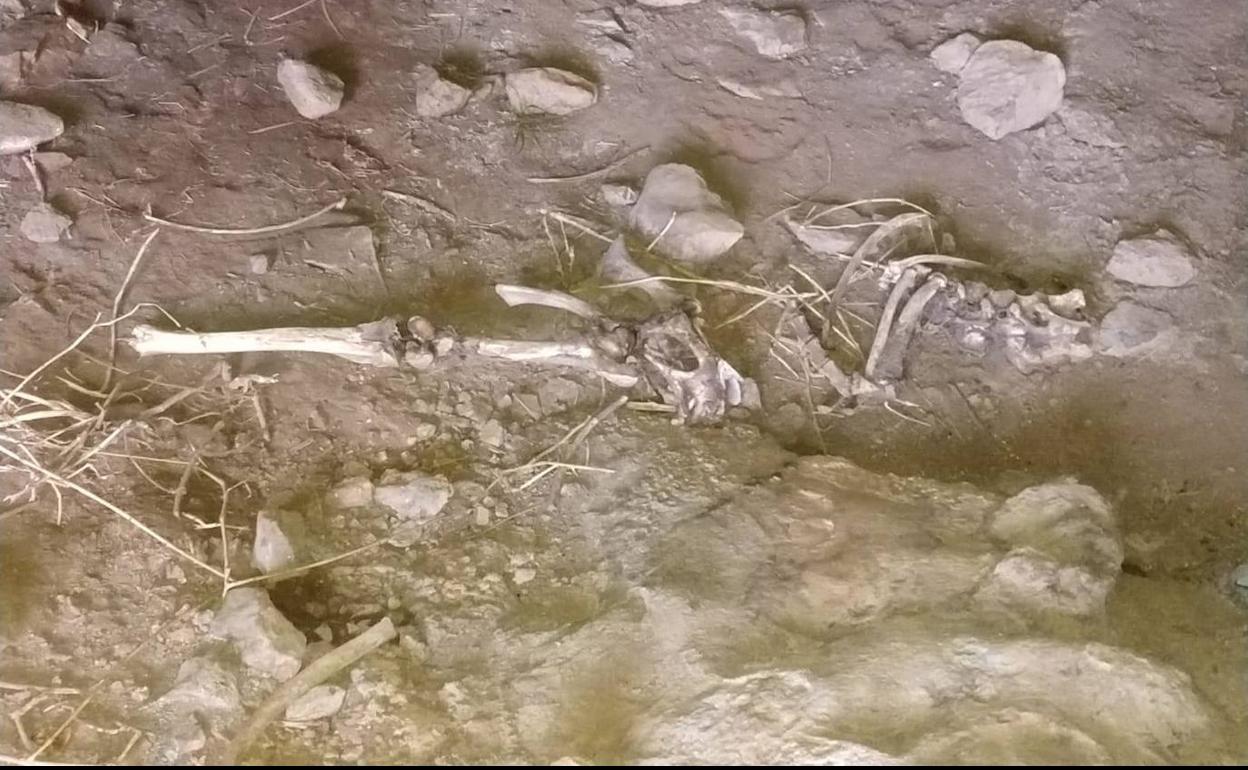 Restos óseos encontrados en la pedanía de El Berro. 