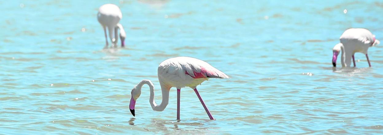 Grupo de flamencos en el Parque regional de las Salinas de San Pedro del Pinatar. 