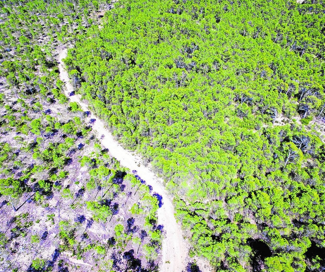 Vista aérea de la Sierra del Gigante, donde se observa, a la izquierda,un área gestionada, y a la derecha, un área sin gestionar. 