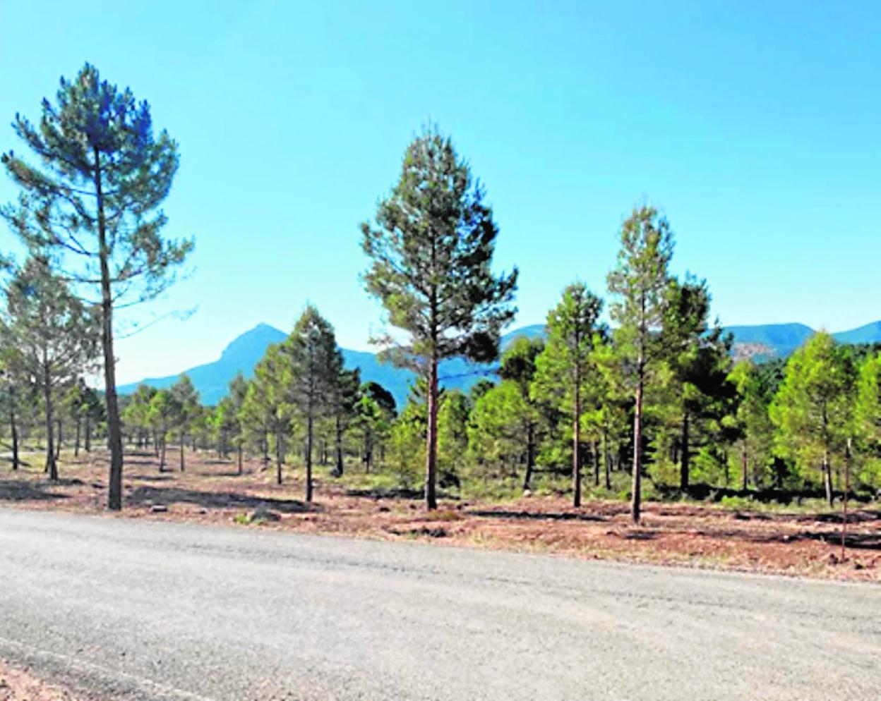 Infraestructura lineal preventiva de incendio forestal en finca 'La Canaleja'. 