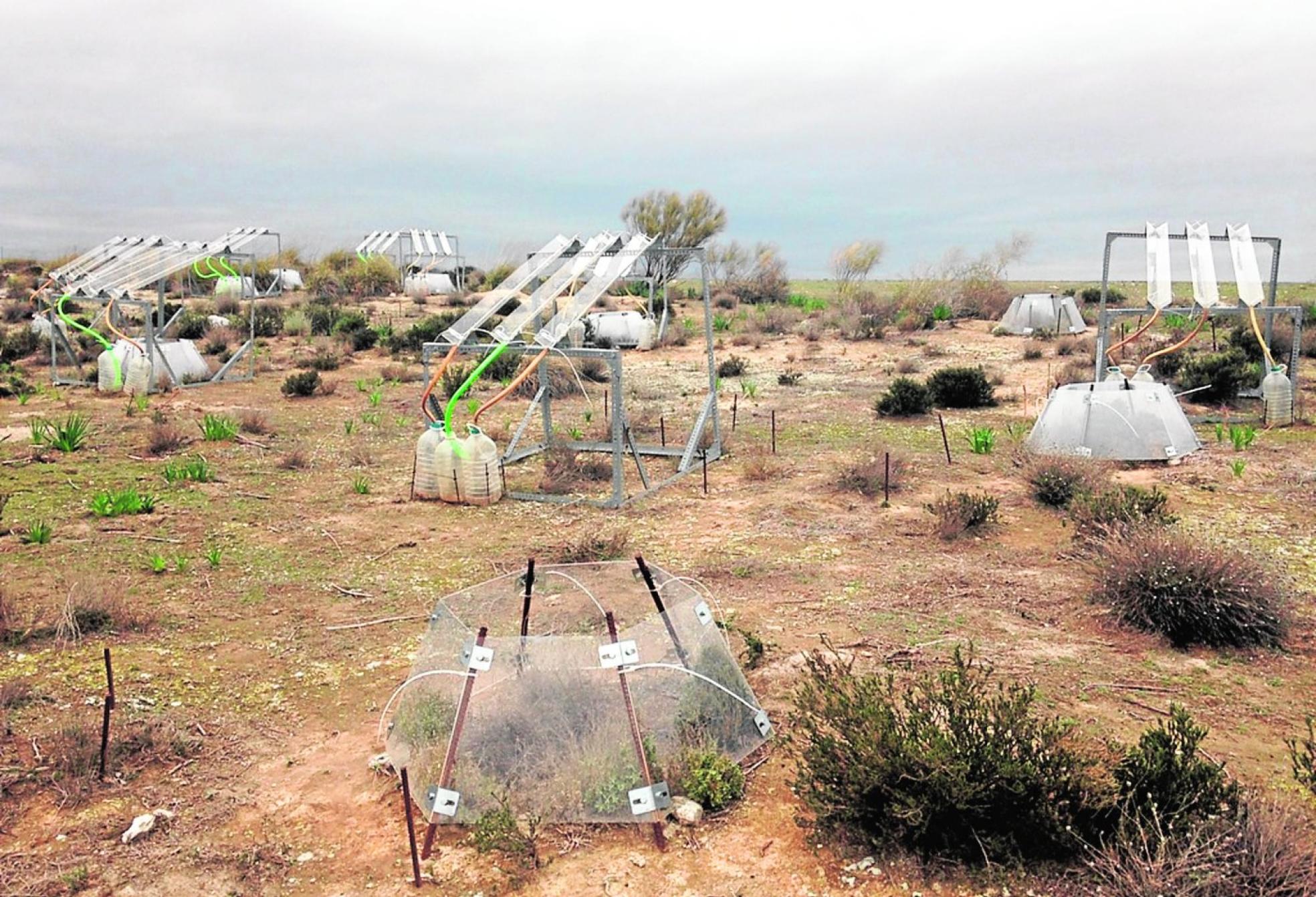 Arbustos del experimento sobre los quese ha reducido un 30% laaportación de aguapor precipitaciones eincrementado en 2,5 gradosla temperatura promedio. 