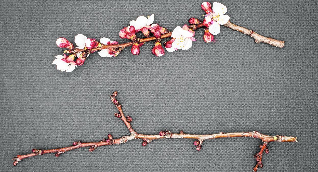 Tallo de la rama mutante (con floración precoz) de albaricoquero encontrada por Antonio Molina comparada con otra del mismo árbol. 