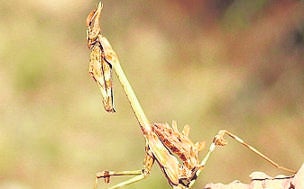 Empusa Pennata