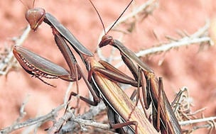Mantis Religiosa