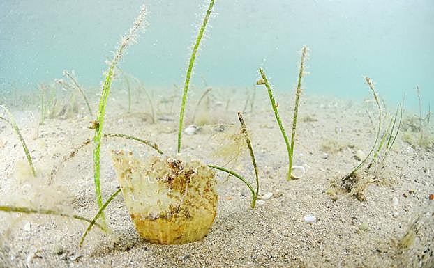 Una nacra en el inicio de su crecimiento, fijada al fondo del Mar Menor.