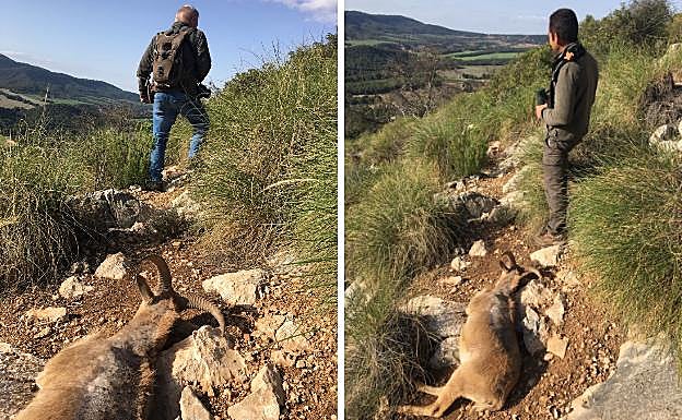 Francisco Martínez, de la Sociedad de Cazadores El Jabalí de Mula, junto a un arruí abatido por estar infectado de sarna. 