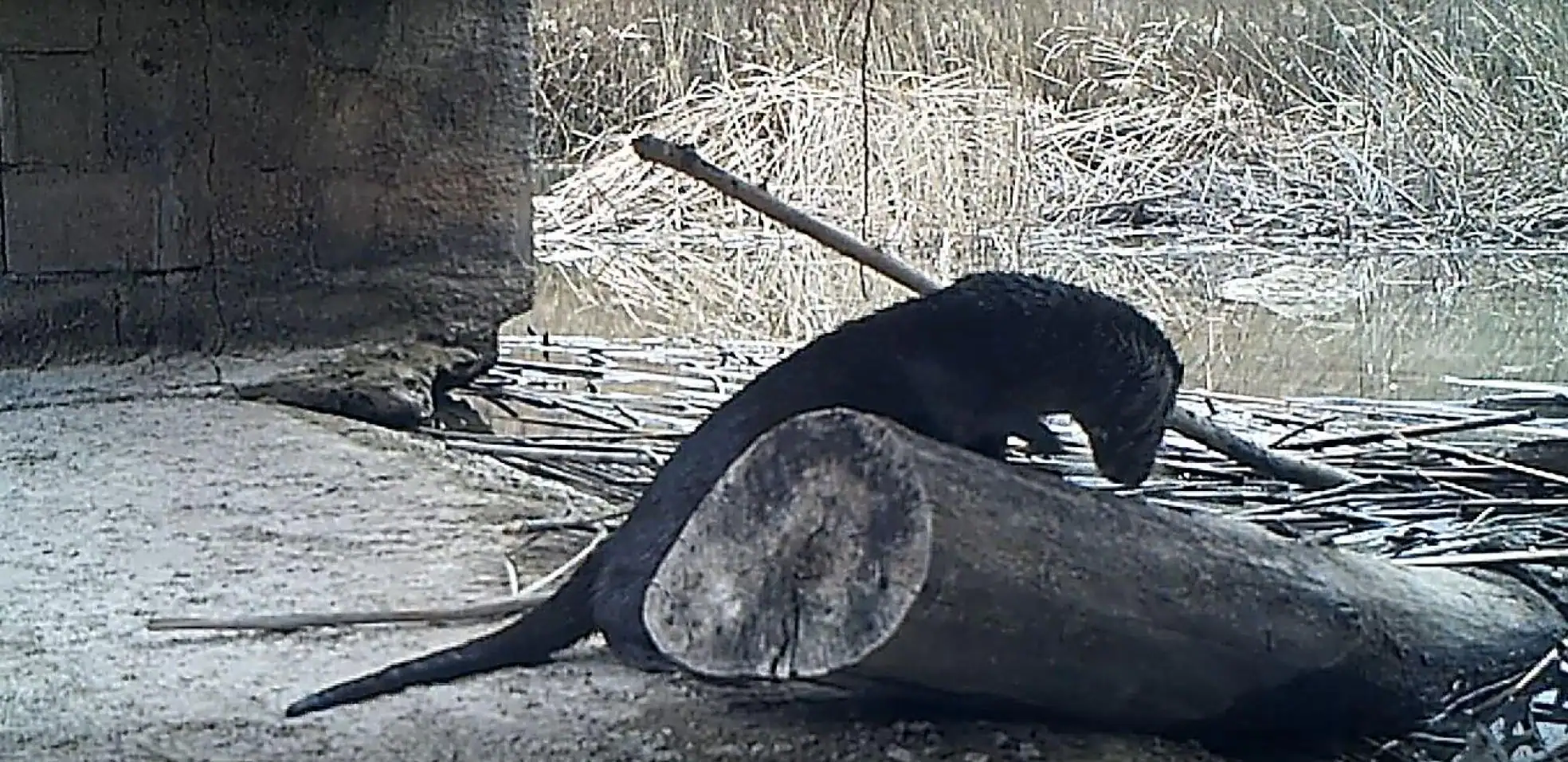 Datos de Nutria de río de américa del norte, dieta, hábitat e imágenes en